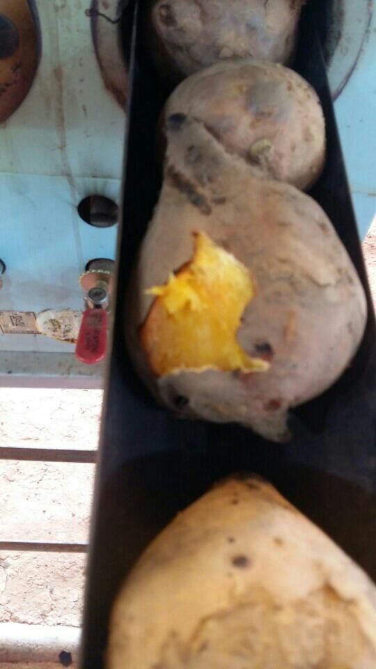 농촌이백억농원^^님의 장터 판매 상품 [고구마 말랭이] 첨부 사진