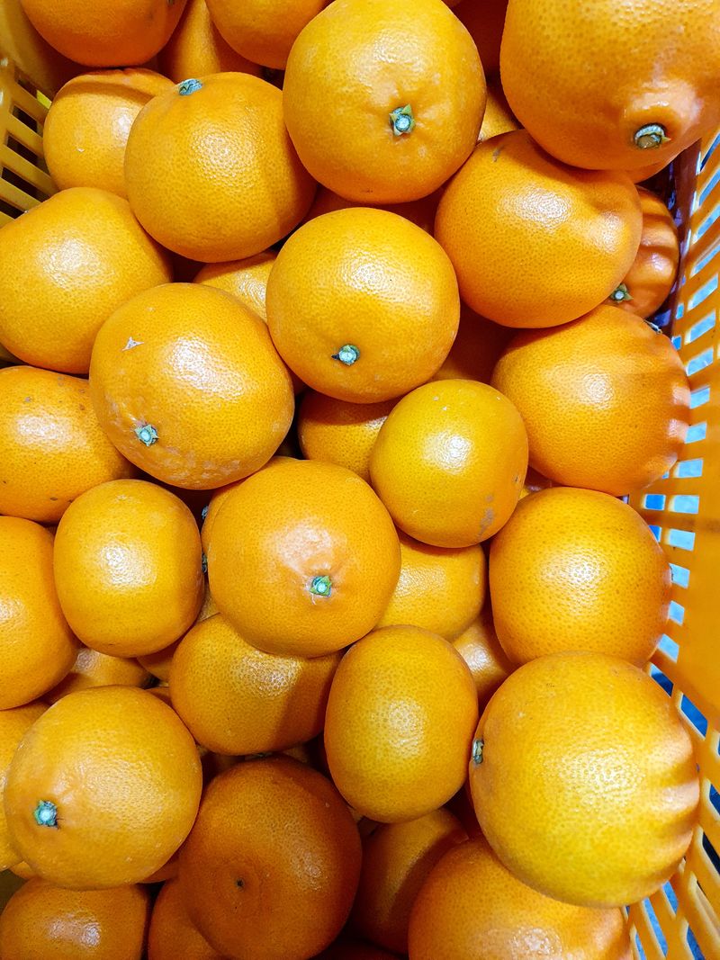 성소영 님의 장터 판매 상품 [황금향 할인판매합니다 ] 첨부 사진