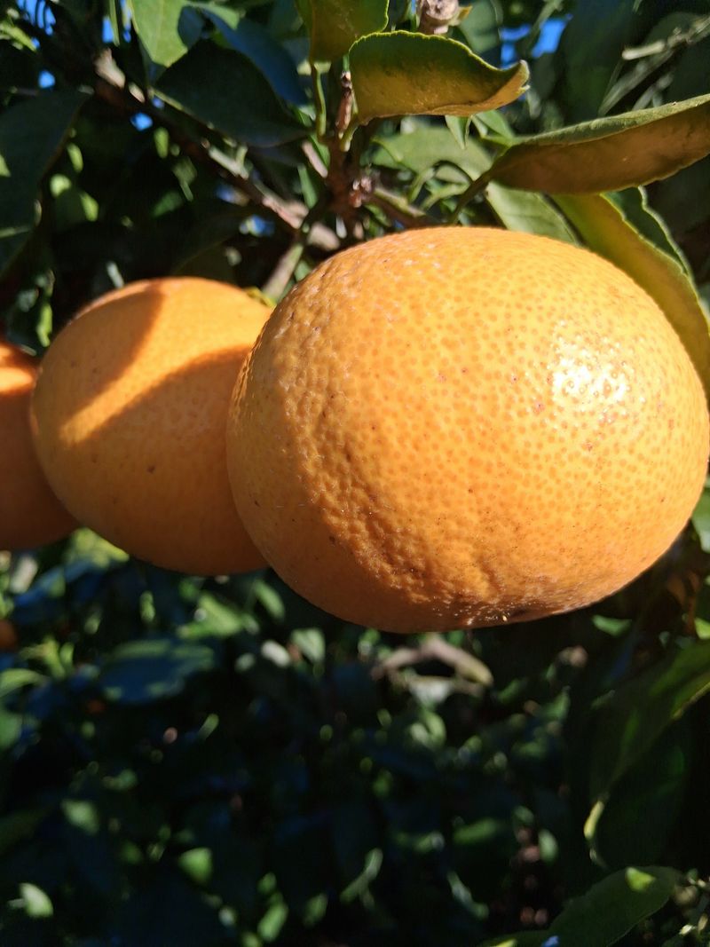 성소영 님의 장터 판매 상품 [황금향 할인판매합니다 ] 첨부 사진