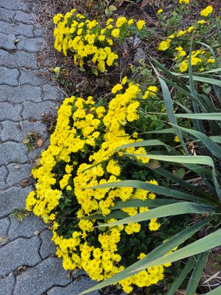 귤19190님의 작성글 사진