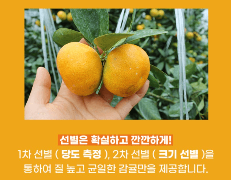 스피드번님의 장터 판매 상품 [(가정용) 노지 감귤 ] 첨부 사진