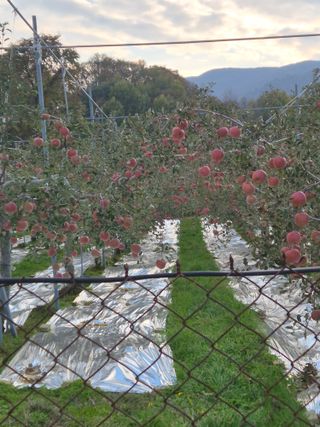 병풍취산채농원님의 자유주제 · 자유게시판 작성글 사진