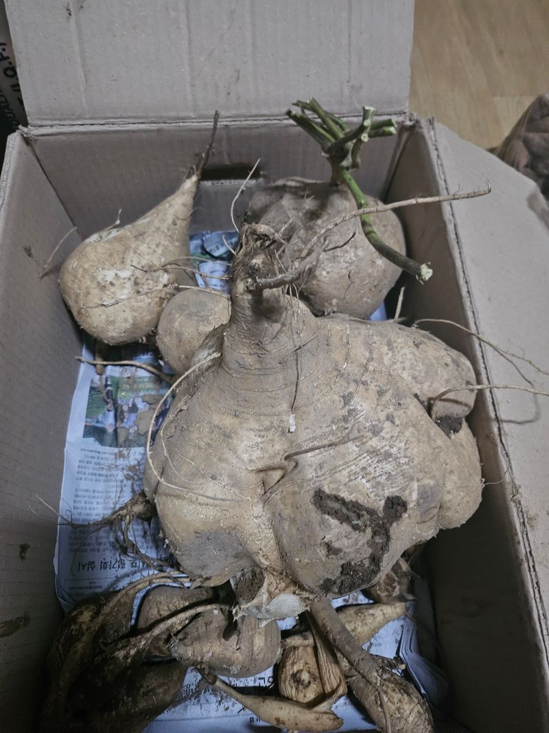 김석중님의 장터 판매 상품 [히카마(멕시코감자)10키로] 첨부 사진