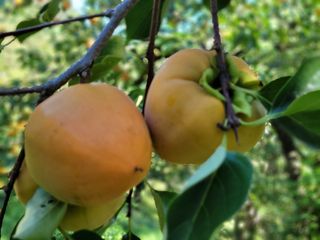 독고다이님의 작성글 사진