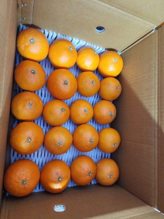 제주부자팜님의 작성글 사진