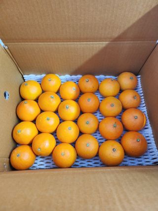 제주부자팜님의 작성글 사진