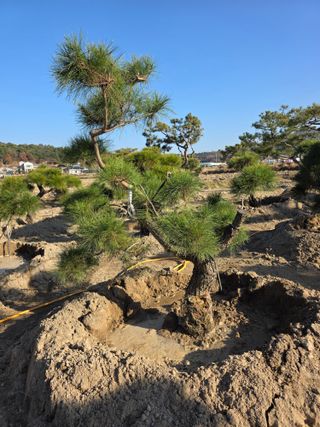 작은소나무님의 자유주제 · 사진전 작성글 사진