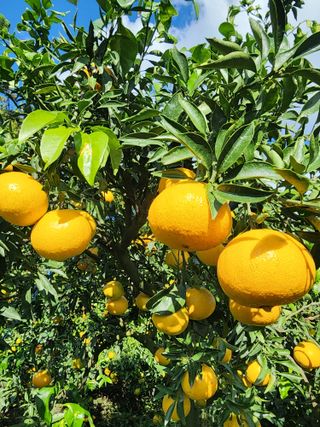 제주부자팜님의 작성글 사진