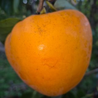 독고다이님의 작성글 사진