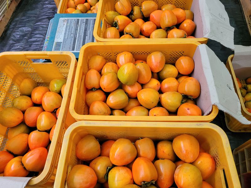 독고다이님의 장터 판매 상품 [대봉감(갑주,백목)  10kg] 첨부 사진