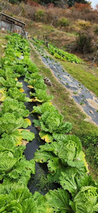 배순녀님의 자유주제 · 자유게시판 작성글 사진