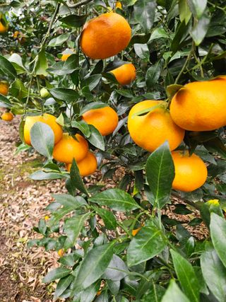 제주 지안이네농장님의 자유주제 · 자유게시판 작성글 사진