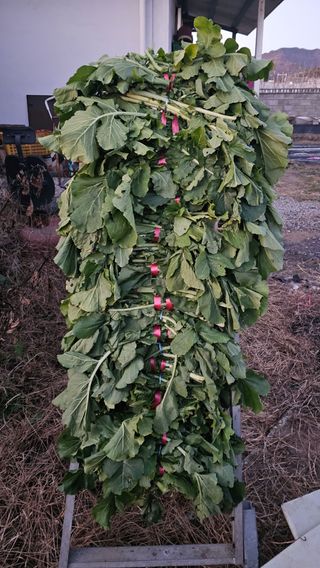 텃밭실습생님의 기타작물 · 자유게시판 작성글 사진