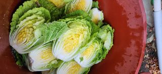 배순녀님의 자유주제 · 자유게시판 작성글 사진