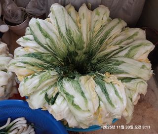 성주 농업인님의 자유주제 · 자유게시판 작성글 사진