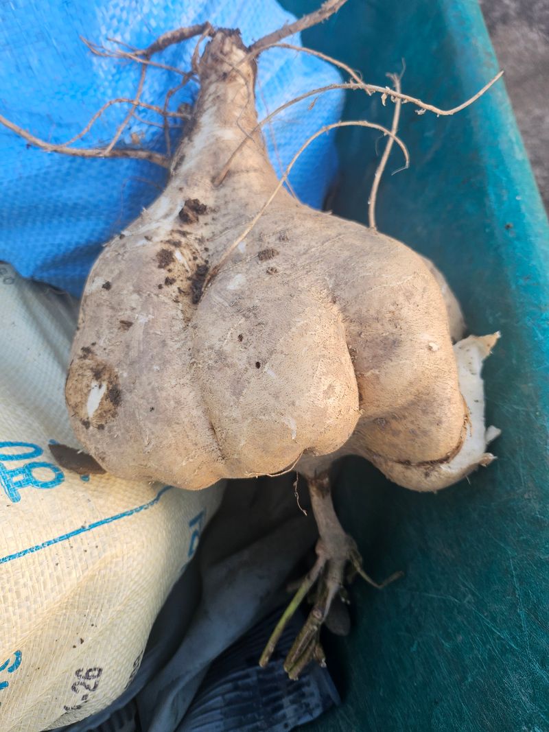 김석중님의 장터 판매 상품 [히카마(멕시코감자)10키로] 첨부 사진