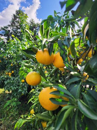 제주부자팜님의 작성글 사진