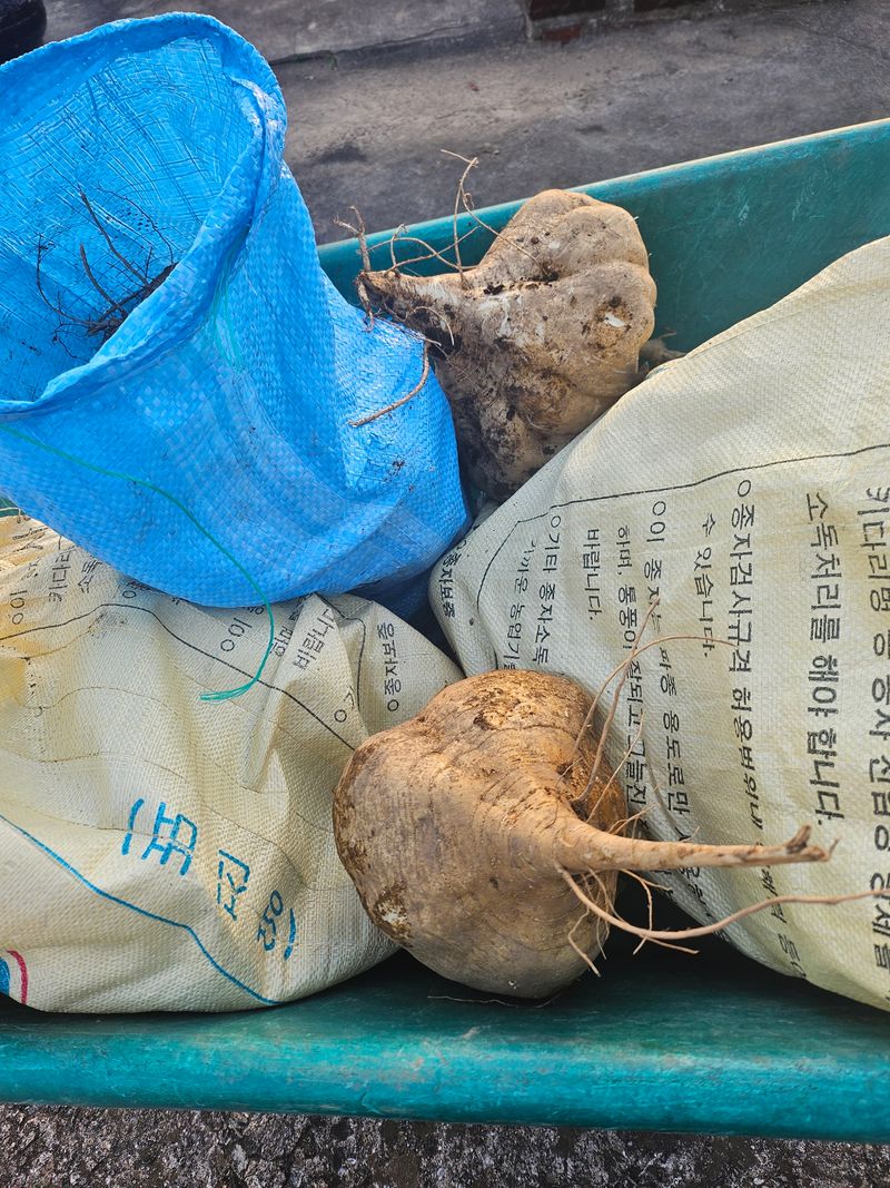 김석중님의 장터 판매 상품 [히카마(멕시코감자)10키로] 첨부 사진