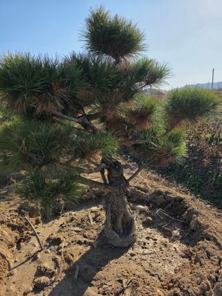 작은소나무님의 자유주제 · 사진전 작성글 사진