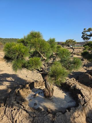 작은소나무님의 자유주제 · 사진전 작성글 사진