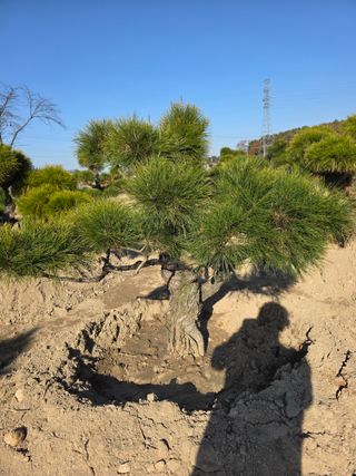 작은소나무님의 자유주제 · 사진전 작성글 사진