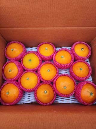 제주부자팜님의 작성글 사진