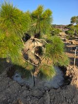 팜모닝 자유주제·사진전 게시글 이미지