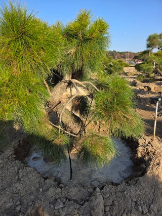작은소나무님의 자유주제 · 사진전 작성글 사진