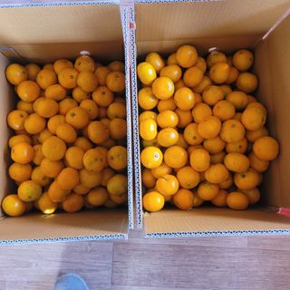 서귀포달코롬감귤농원님의 작성글 사진