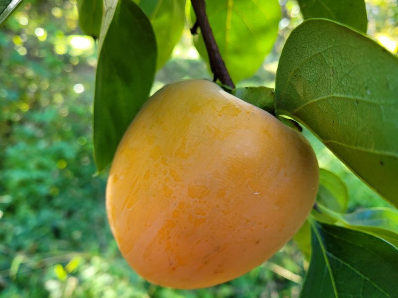 독고다이님의 장터 판매 상품 [대봉감(갑주,백목)  10kg] 첨부 사진