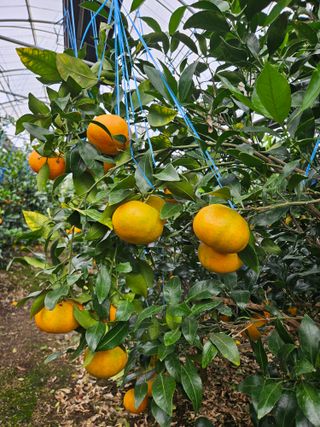 제주 지안이네농장님의 자유주제 · 자유게시판 작성글 사진