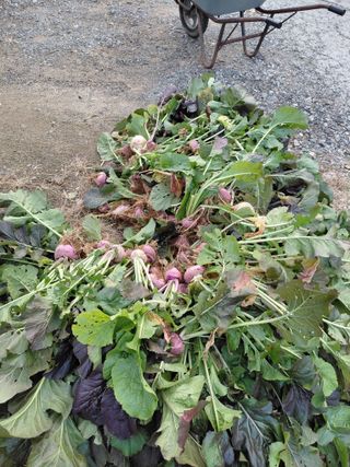 조명희님의 자유주제 · 자유게시판 작성글 사진