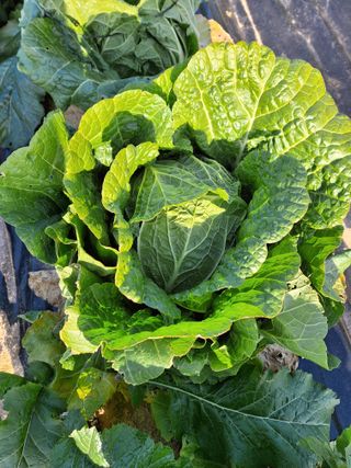 유영옥님의 자유주제 · 자유게시판 작성글 사진