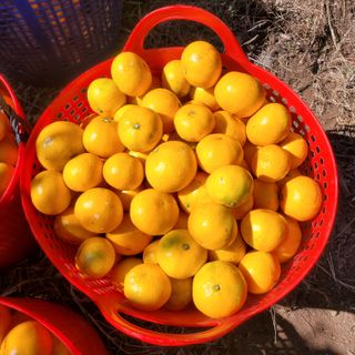 서귀포달코롬감귤농원님의 작성글 사진