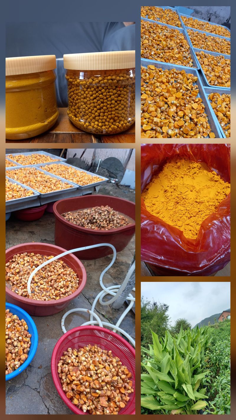 장터 상품 [강황 500g  ( 판매완료)] 썸네일