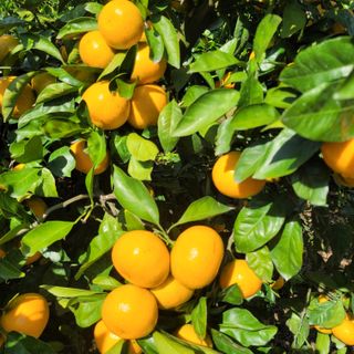 서귀포달코롬감귤농원님의 작성글 사진