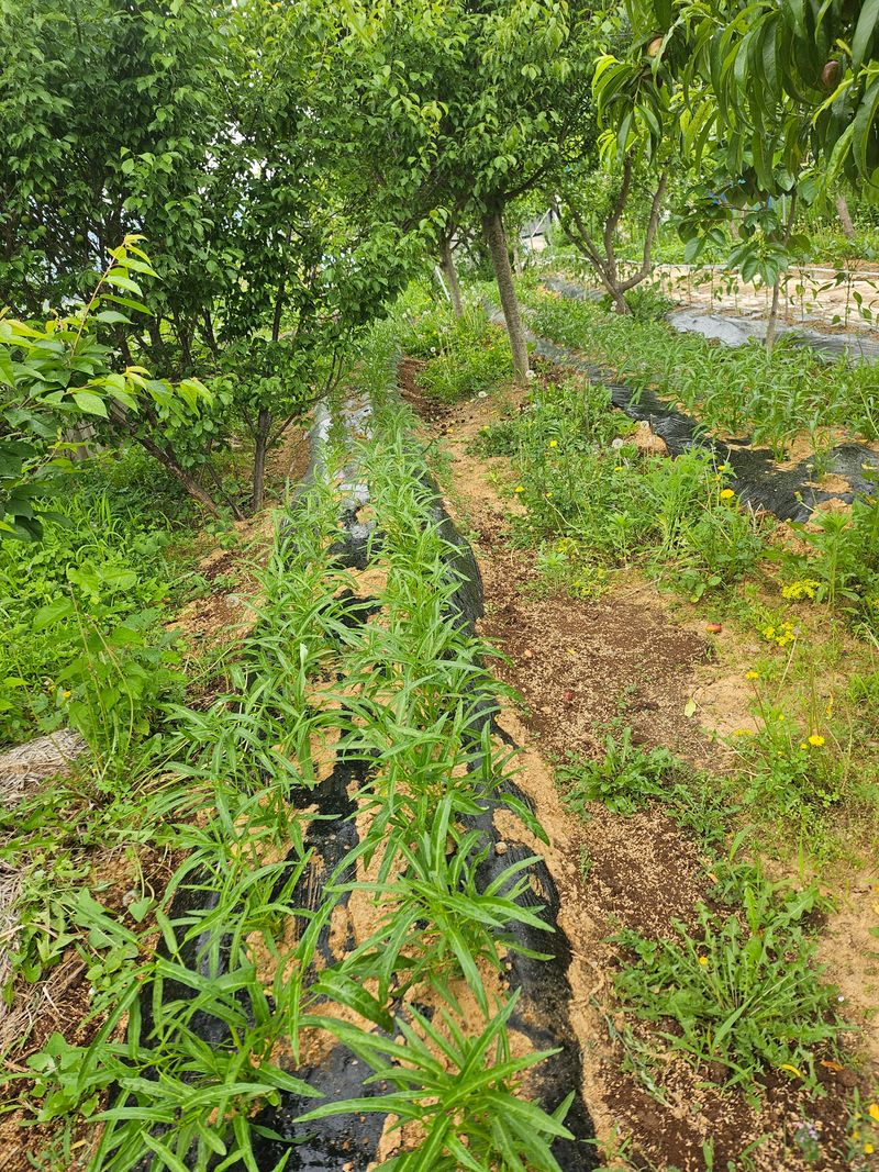 김석중님의 장터 판매 상품 [히카마(멕시코감자)10키로] 첨부 사진