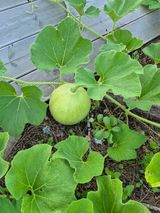 팜모닝 자유주제·자유게시판 게시글 이미지