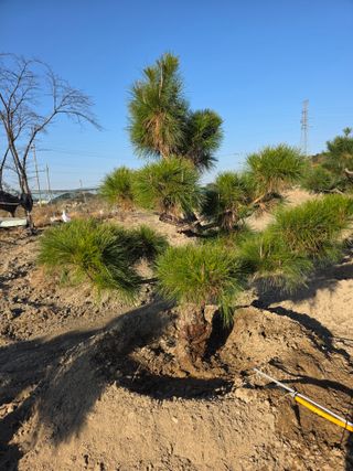 작은소나무님의 자유주제 · 사진전 작성글 사진