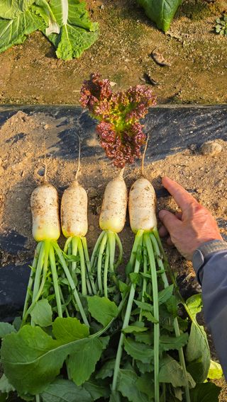 인제 돈키호테님의 자유주제 · 자유게시판 작성글 사진