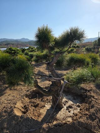 작은소나무님의 자유주제 · 사진전 작성글 사진