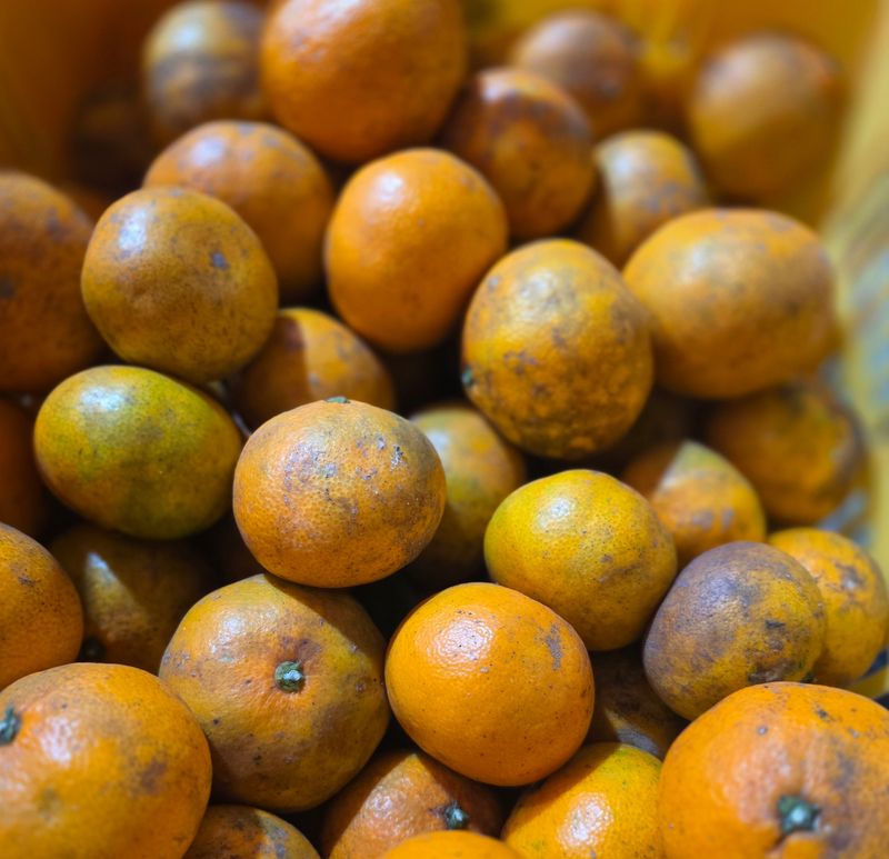 장터 상품 [(가정용) 노지 감귤 ] 썸네일