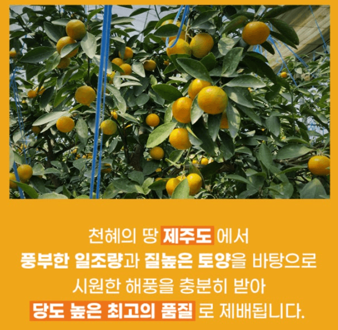 스피드번님의 장터 판매 상품 [(가정용) 노지 감귤 ] 첨부 사진