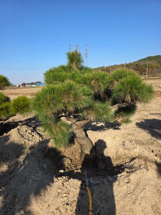 작은소나무님의 자유주제 · 사진전 작성글 사진