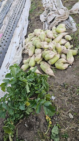 텃밭실습생님의 기타작물 · 자유게시판 작성글 사진