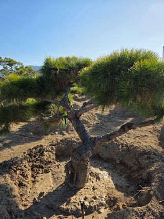 작은소나무님의 자유주제 · 사진전 작성글 사진