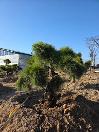 작은소나무님의 자유주제 · 사진전 작성글 사진