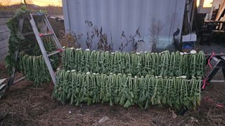 텃밭실습생님의 기타작물 · 자유게시판 작성글 사진