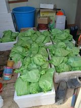 팜모닝 · 게시글 이미지