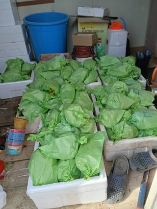 상훈경영체등록5년차님의 작성글 사진